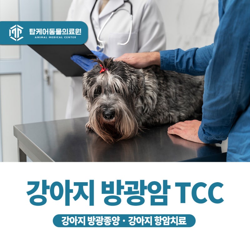 강아지 방광암 TCC 치료,수술·항암·면역치료는 어떻게 결정될까요?