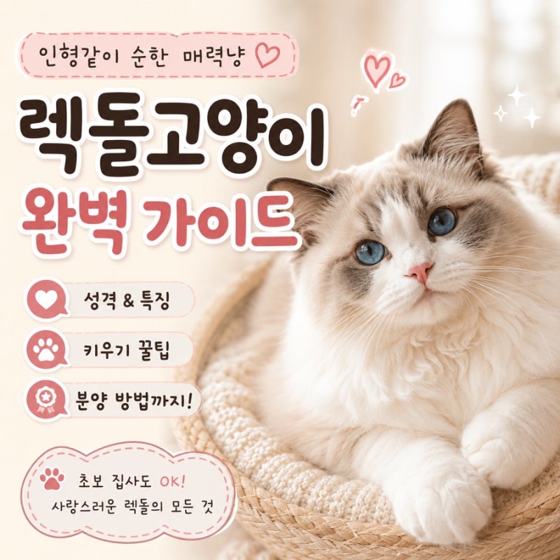 렉돌고양이, 안아주면 인형처럼 축 늘어진다? 성격부터 키우는 법까지 총정리
