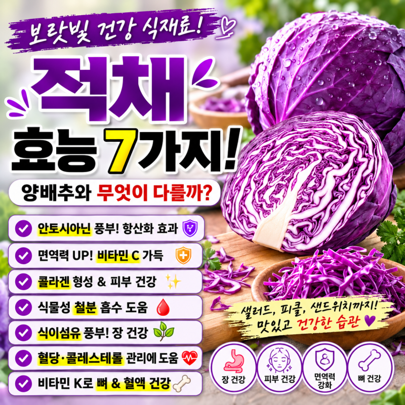 보랏빛 건강 식재료 적채 효능 7가지, 양배추와 무엇이 다를까?