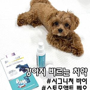 시그니처 바이 스토모액트 베오 강아지치약 사용 후기