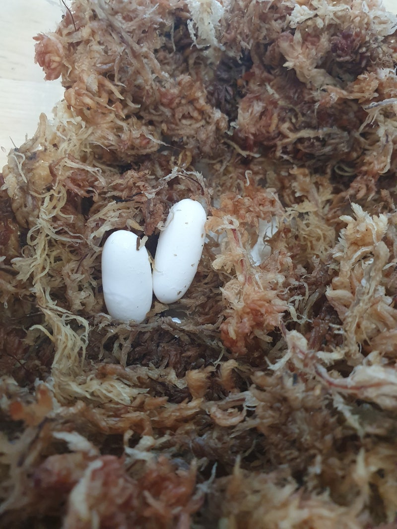 크레스티드 게코 도마뱀 습식 은신처 세팅 해주기