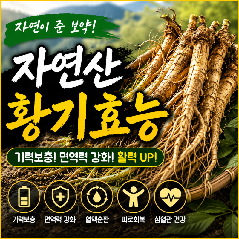 자연산 황기 효능 및 복용법 총정리