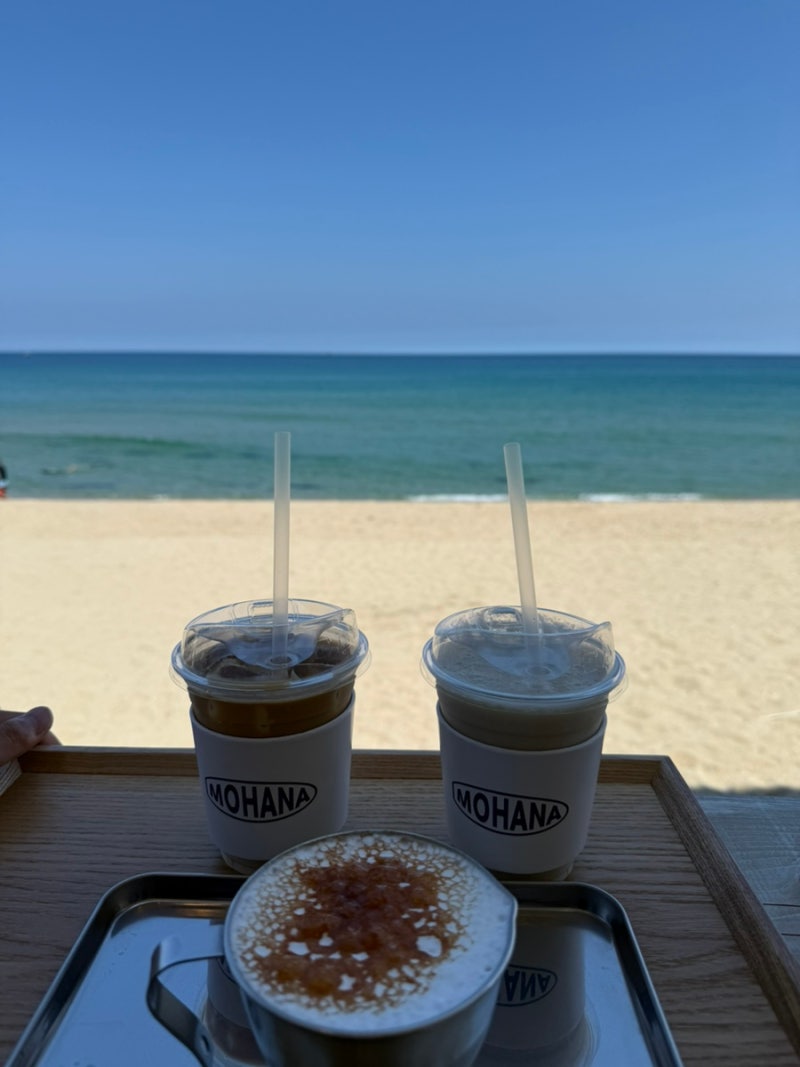[모하나]양양 애견동반 카페, 오션뷰 카페, 애견동반존이 따로 있는 카페, 시그니쳐 커피 추....