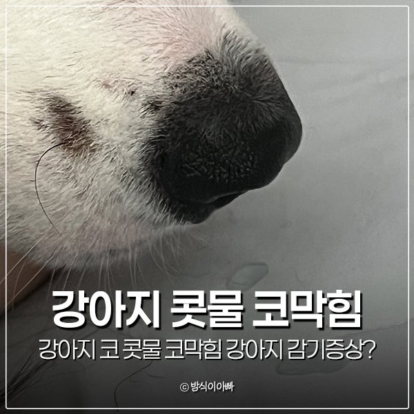 강아지 코 콧물 코막힘 강아지 감기증상 일까?