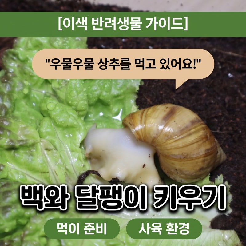 아프리카 왕달팽이 백와 달팽이 키우기 먹이 및 환경
