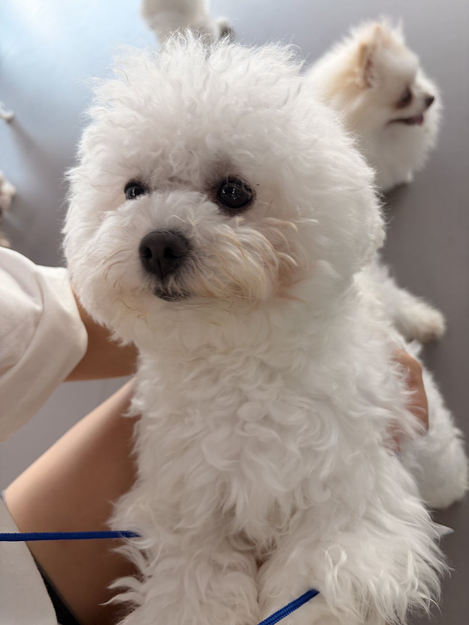 약지상주견애견카페 사진 6