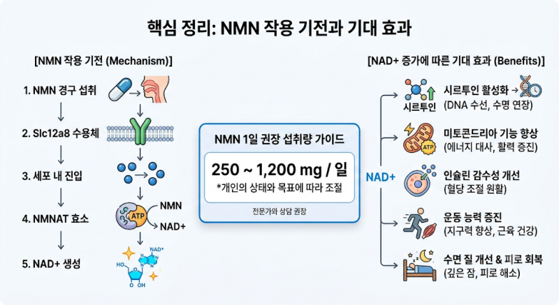 NMN 어디까지 왔나 — 헬스라인 총정리, 인체시험 5가지·용량·안전성·식품섭취까지