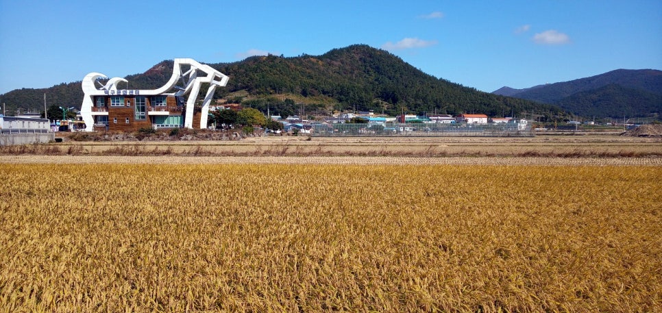 돈지백구테마센터 사진 2