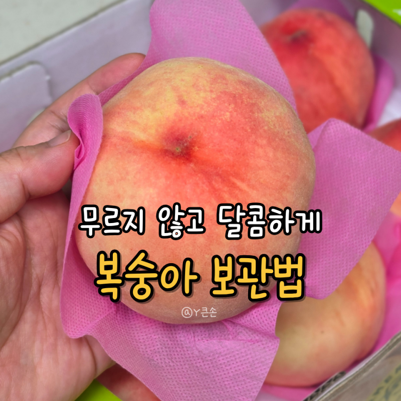 복숭아 보관법, 냉장? 실온? 무르지 않고 오래 보관하는 기준