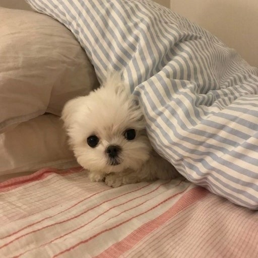 [특수 이모티콘] 귀여운 이모티콘 모음 / 특수이모티콘 공유 / 특수문자 복사 / 인스타 블로그....