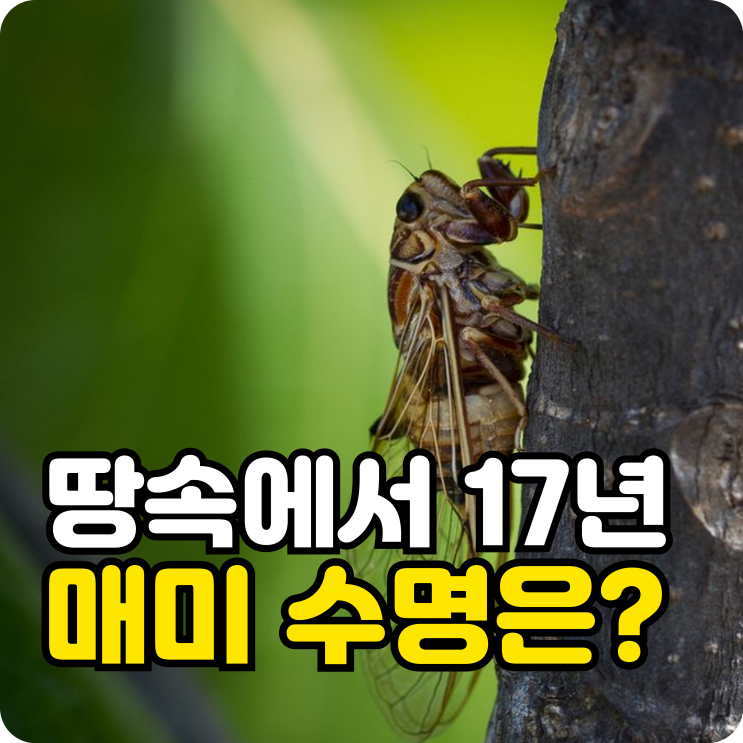 땅속에서만 17년을 견딘다고? <b>매미</b> 수명 알고 나면 놀라운 이유