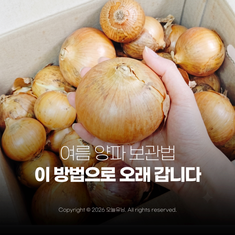 여름철 양파 오래 보관법 매번 물러서 버렸다면 이렇게 하세요
