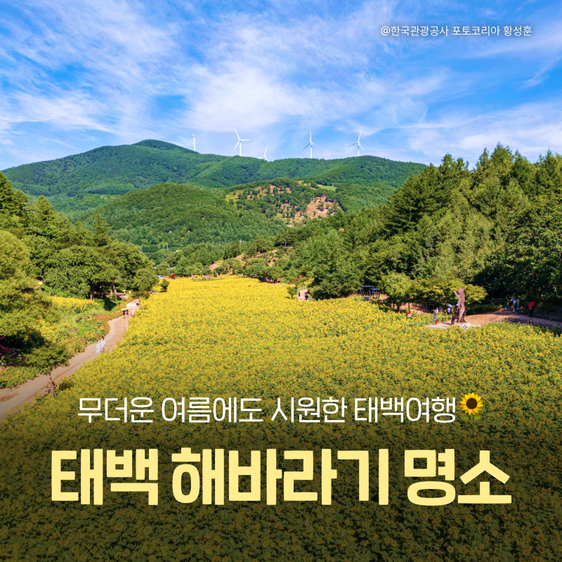 2026 태백 해바라기 축제 기간·입장료·주차장 꿀팁 :: 태백 여름 가족여행지 추천(매봉산 바....