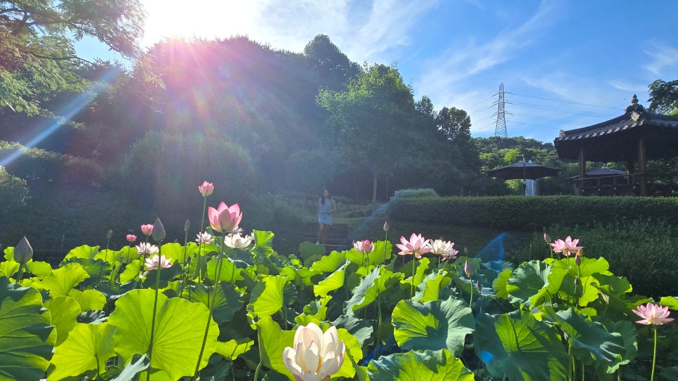 삼선산수목원 사진 5