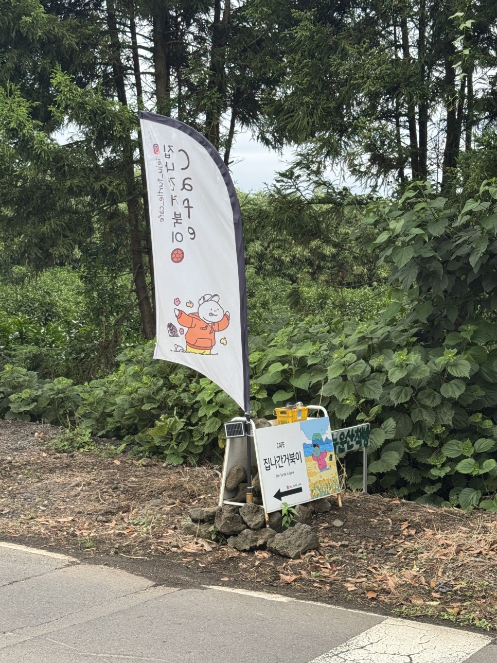 집나간거북이 사진 2