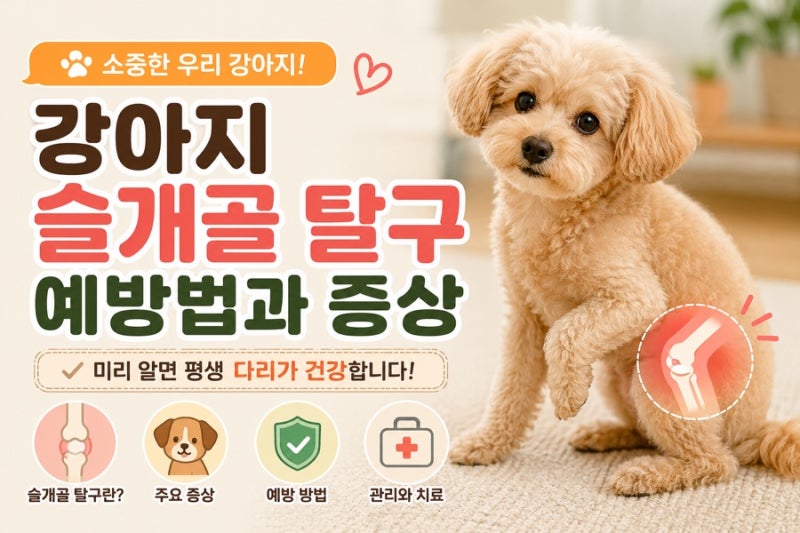 강아지 슬개골 탈구 증상과 예방법 총정리! 초기증상부터 관리법까지