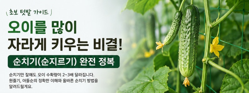오이를 많이 수확하려면? 원줄기·아들순부터 배우는 오이 순치기 방법