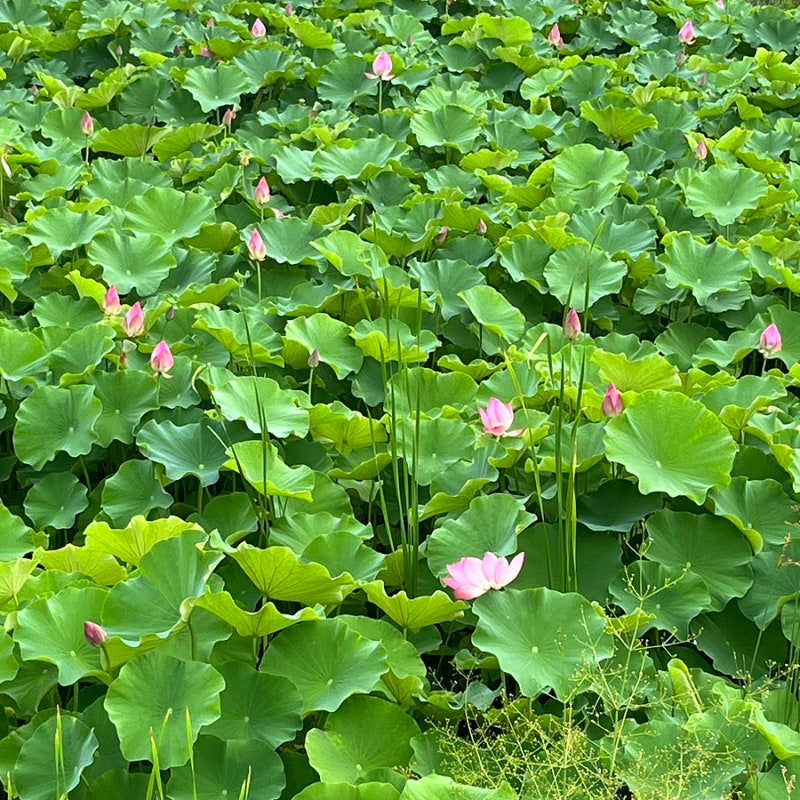 울산 여름에 가볼 만한 곳 북구 연암정원 연꽃 개화 상황! 통나무 다리 포토존 주차,산책