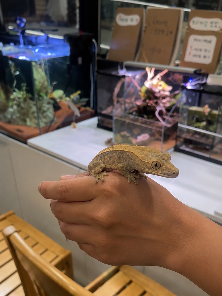 청사초롱 사진 6