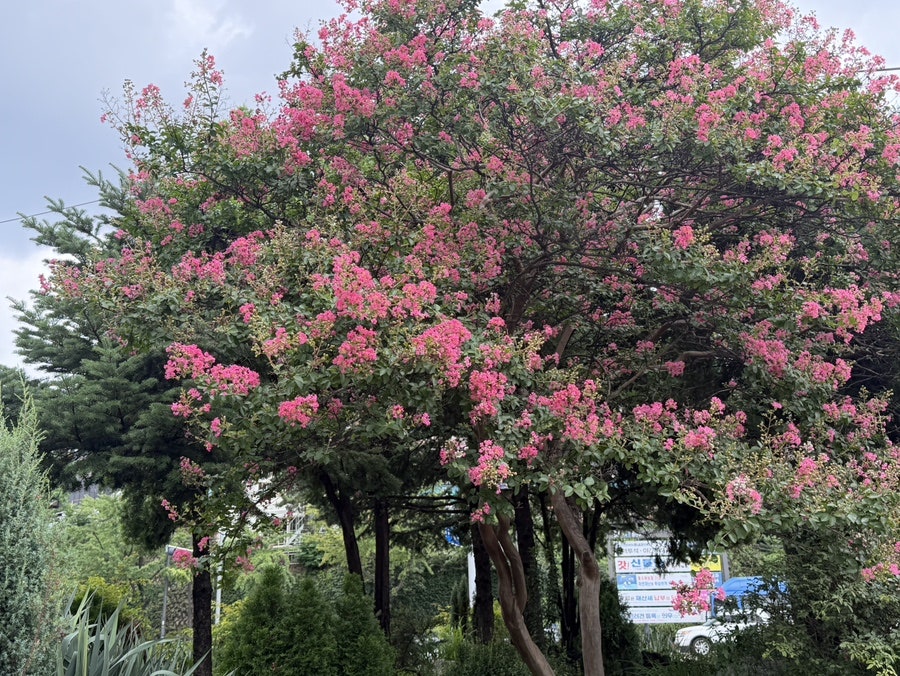 오띠젤리 사진 2