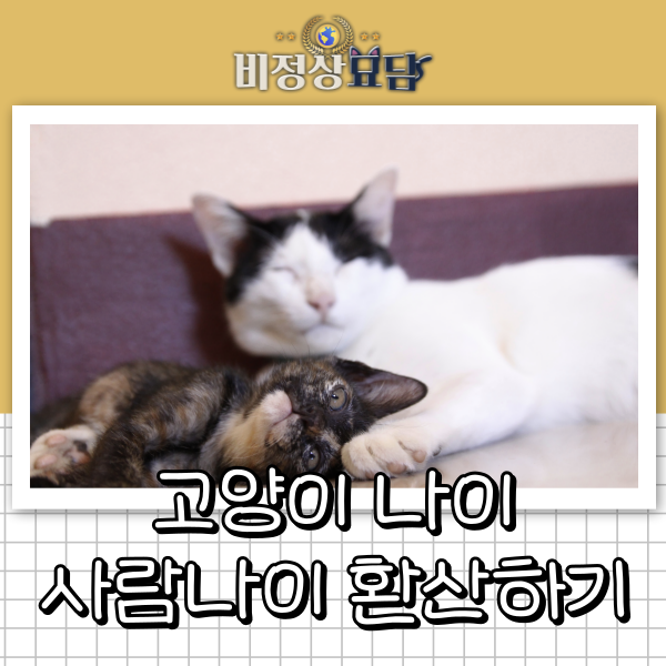 고양이 나이 계산기 | 우리 고양이 사람 나이로 환산하면 몇 살? 생애 주기별 필수 관리 체크....