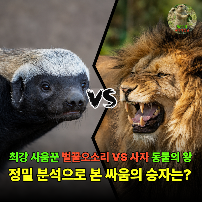 싸움이 될까? 벌꿀 오소리 VS 사자 누가 잡혀먹힐것인가!