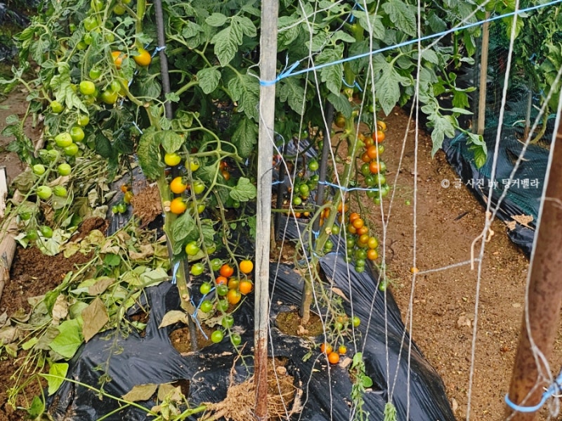방울토마토 키우기 물주기, 모종 심기 기르기, 가지치기 지지대, 열매