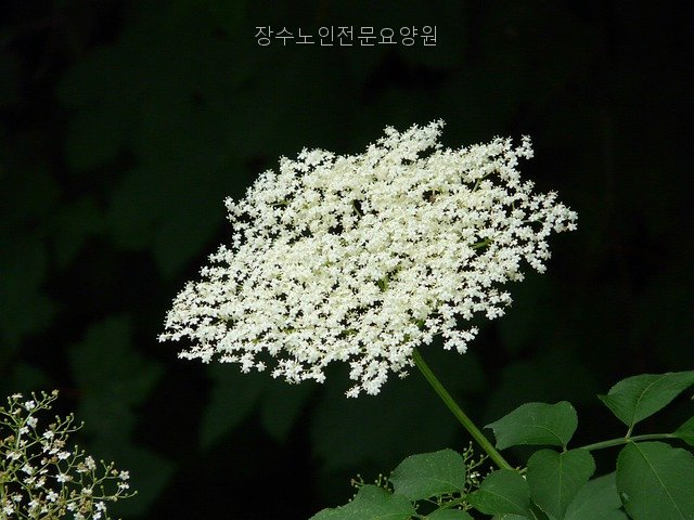 장수노인전문요양원 사진 5