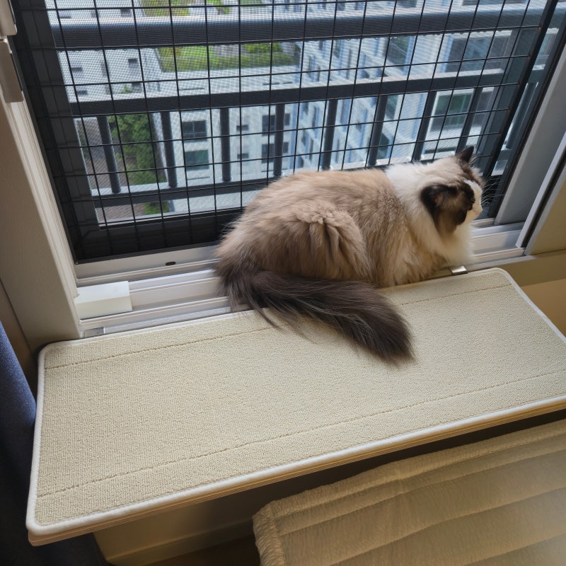넓고 튼튼한 고양이 창틀 선반, 랙돌 대형묘도 넉넉한 오늘애펫 80cm 스크래처 후기