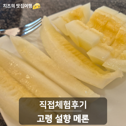 고령 설향 메론 후기｜달콤한 프리미엄 메론 솔직 리뷰