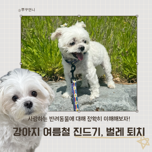 강아지 여름철 진드기 벌레 조심해야 하는 이유(질병, 퇴치방법, 대처법)