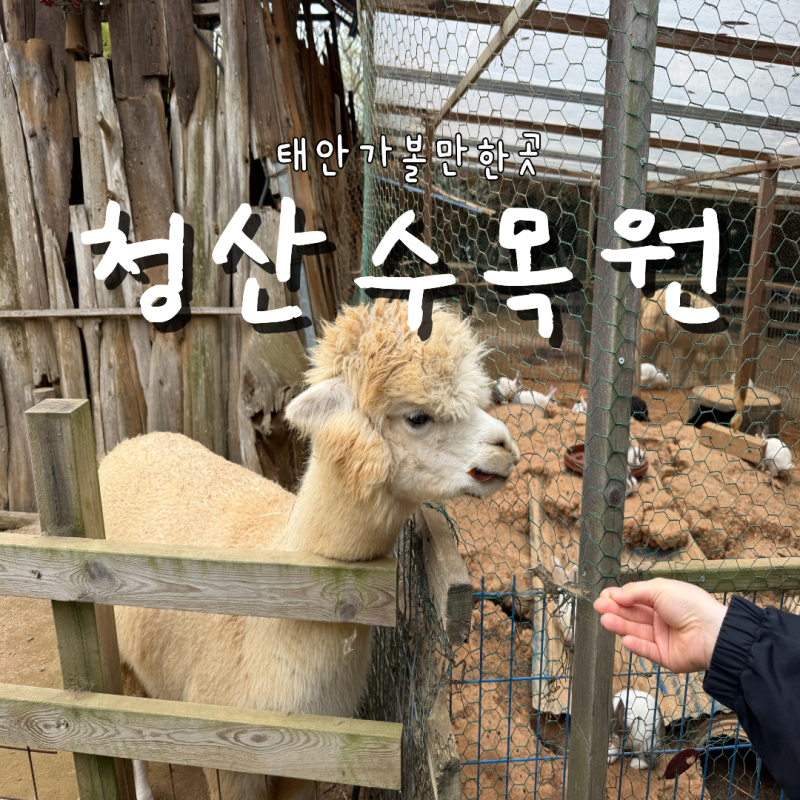 태안 청산수목원! 알파카도 만나고 힐링 산책까지