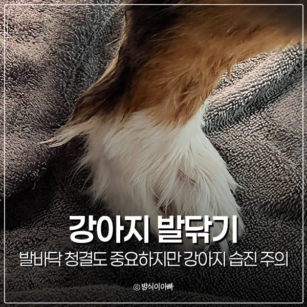 강아지 발닦기 발바닥 청결도 중요하지만 강아지 발 습진 주의