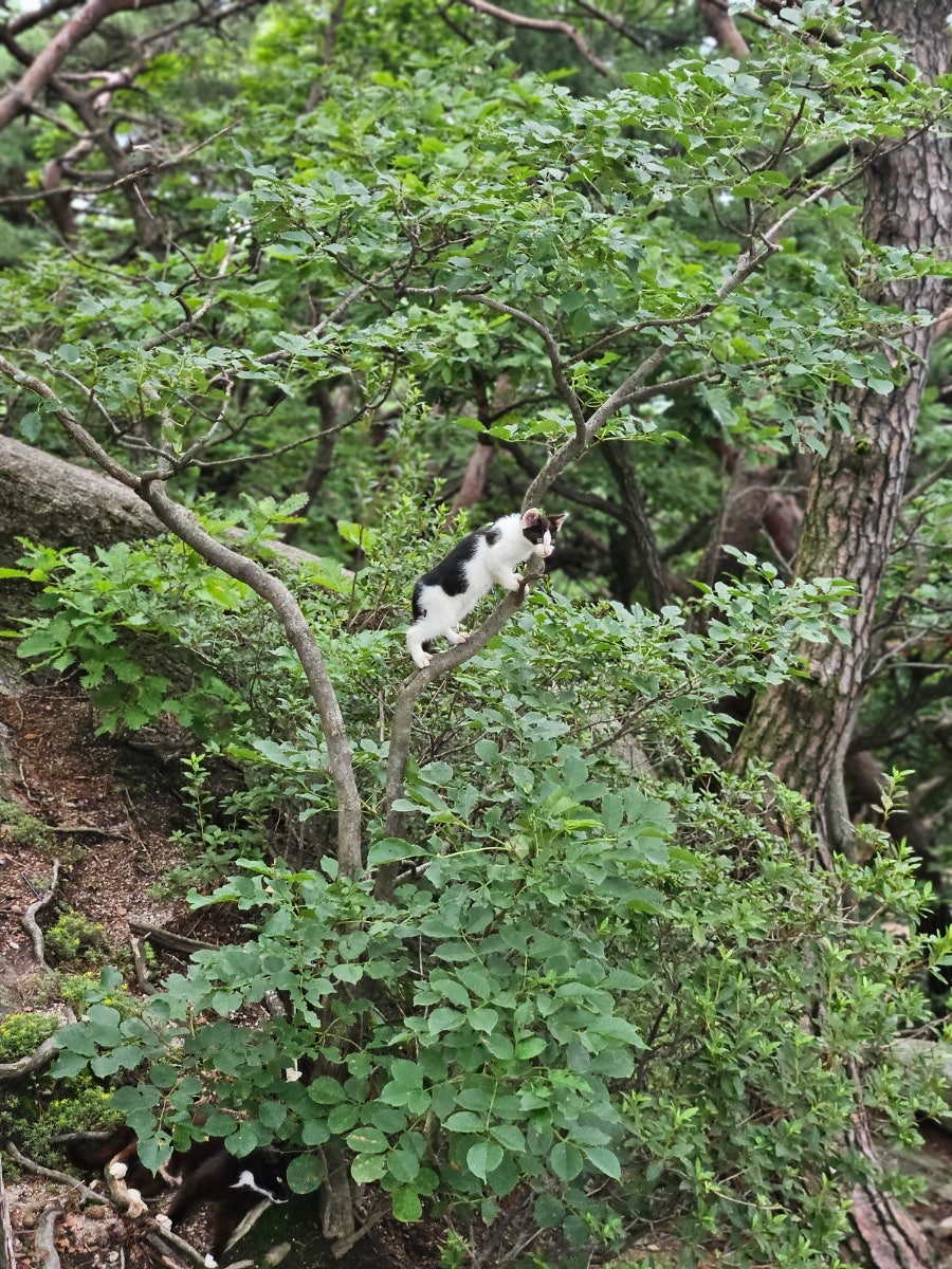 도봉산마당바위 사진 4