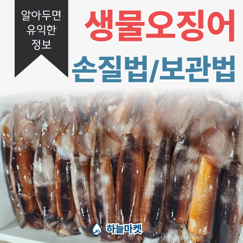 생물 오징어·손질 오징어 손질법과 냉동 보관법, 싱싱하게 오래 먹는 방법