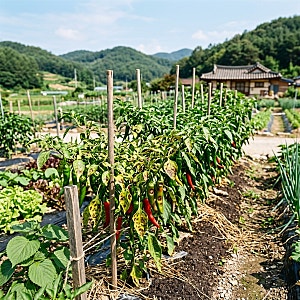 고추칼라병 증상 잎 모자이크와 열매 얼룩 원인 한눈에