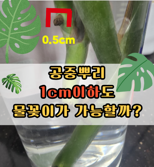 몬스테라 물꽂이 공중뿌리 0.5cm로 가능할까?