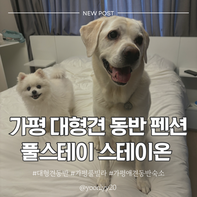 가평 대형견 동반 [ 풀스테이 스테이온 가평 풀빌라 독채 펜션 ] 애견동반 실내수영장이 있는....