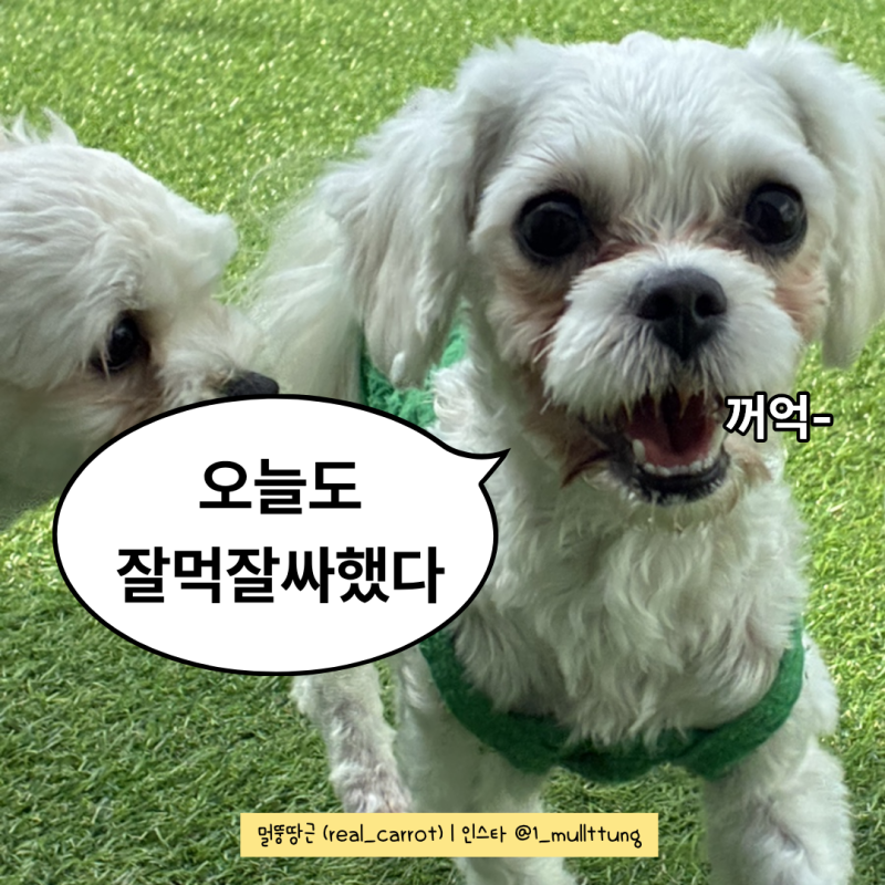 강아지 알러지 사료 추천 | 내돈내산으로 먹여본 ‘잘먹잘싸’ 솔직 후기(기호성, 눈물, 배변....