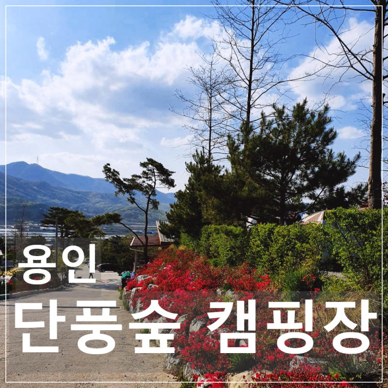 [Campsite Review] Cozy and Clean Yongin Danpungsup Campground