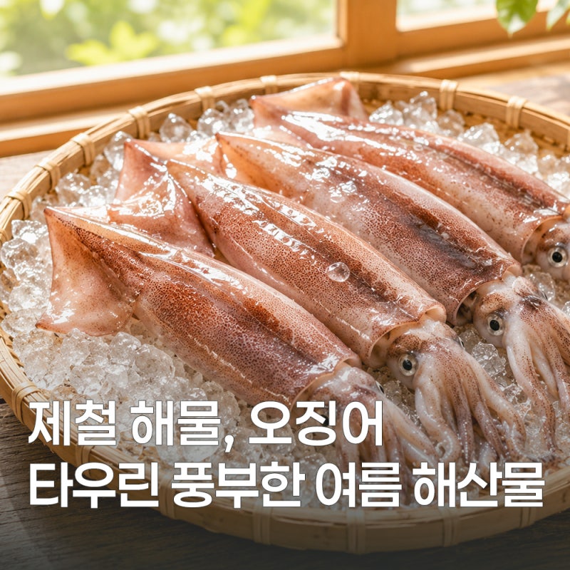 여름 제철 오징어 효능과 칼로리 먹는 법 정리