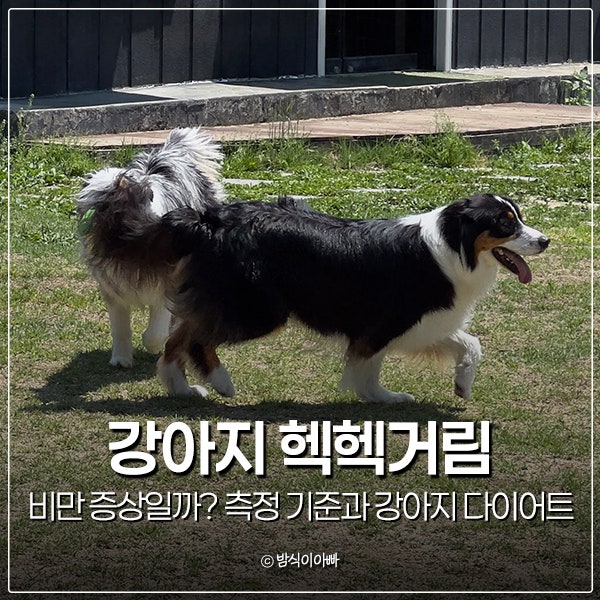 강아지 헥헥거림 비만 증상일까? 측정 기준과 강아지 다이어트 방법