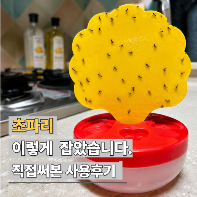 초파리 잡는법, 직접 해보니 가장 효과 있었던 방법은? 다이소 초파리 트랩 직접 사용후기
