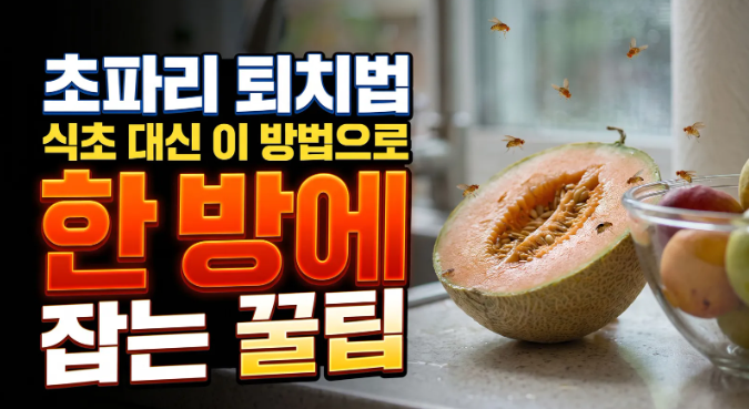 초파리 퇴치법 식초 대신 바나나 껍질로 한방에 해결하는 꿀팁