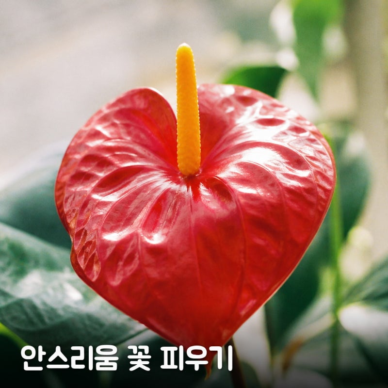 안스리움 키우는 법, 꽃까지 보는 비결