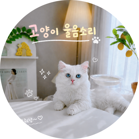 아기 고양이 울음소리를 들려줬을 때 성묘들 반응은? 고양이 울음소리 종류별 관찰