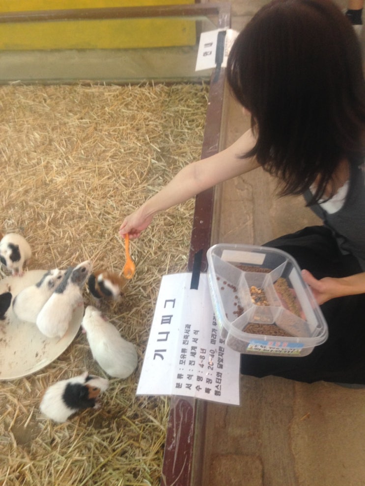 강릉 | 가족 여행으로 추천하는 , 강릉 쌍둥이 <b>동물농장</b>