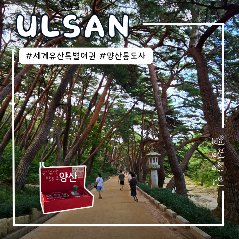 세계유산 양산 통도사 무풍한송로 춤추는 소나무 숲길 맥문동 꽃길 산책 코스