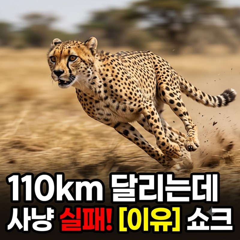 치타가 시속 110km로 달리고도 사냥에 실패하는 이유