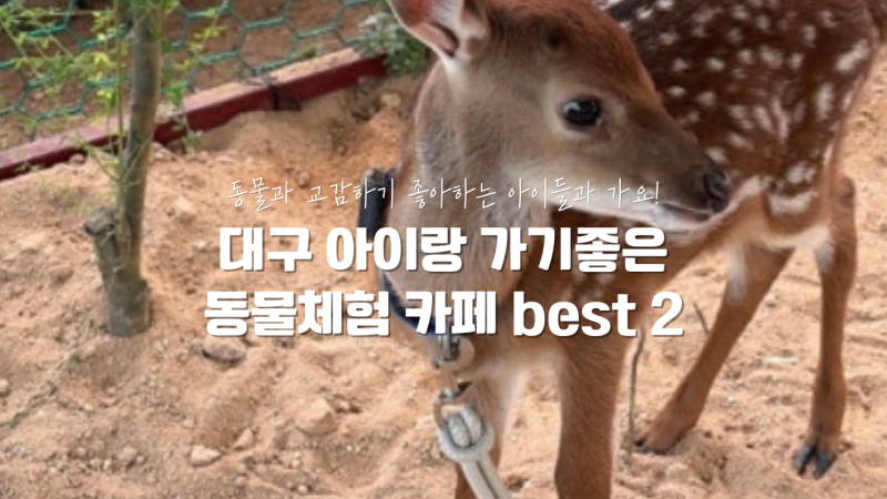 대구 아이랑 체험 카페 추천 BEST 2: 자연 속 이색 농장 비교 (산너머그집 꿀카페 vs 하하농장)